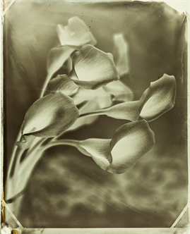NEW! Handmade Dry Plate Collodion Negatives