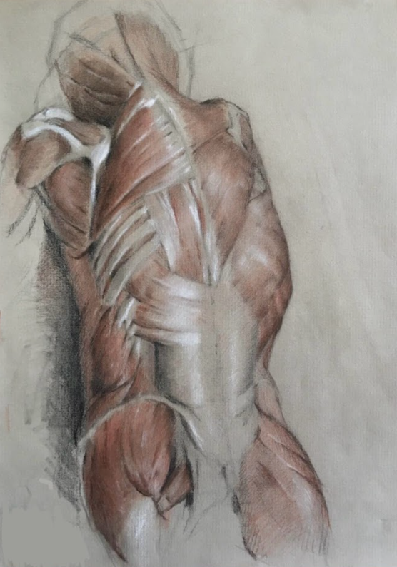 Intro to Figure Drawing: Structure and Anatomy