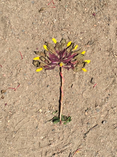 Ages 11-13 | Artist A Day